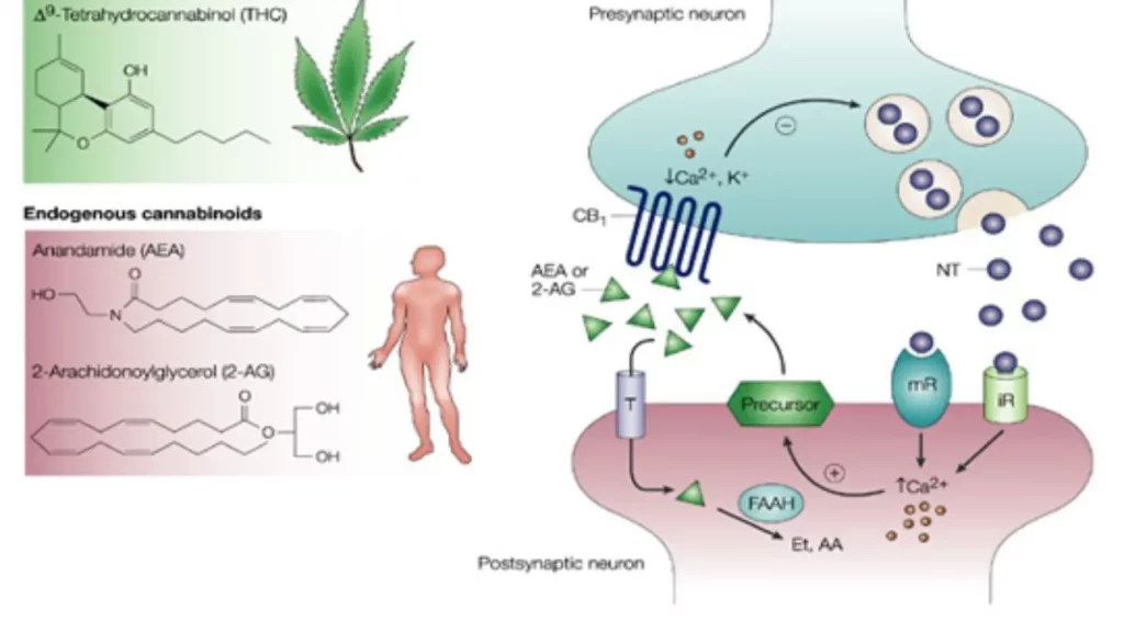 Endocannabinoid system diagram