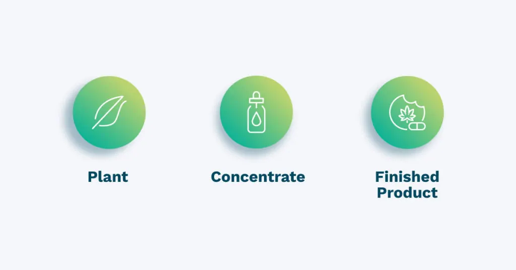 Hemp Plant vs Concentrate vs Finished Product