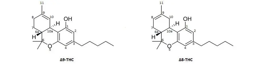 Delta-9 THC vs Delta-8 THC