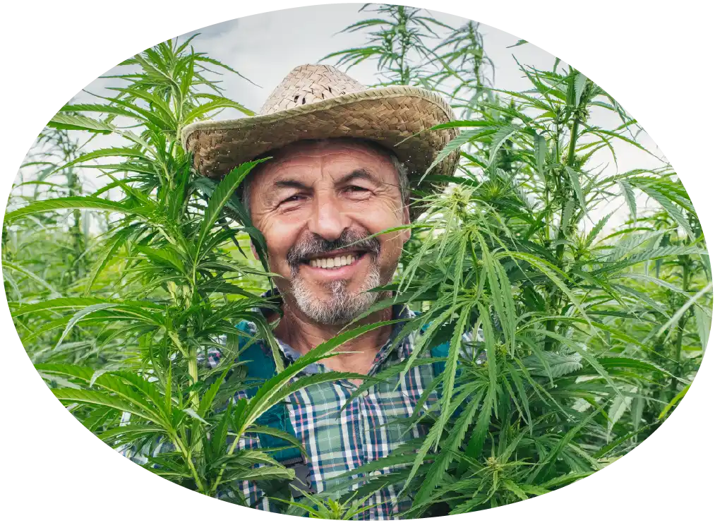 cannabis cultivator outdoor